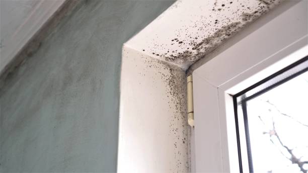Reliable Nassau Bay, TX Mold Removal Solutions