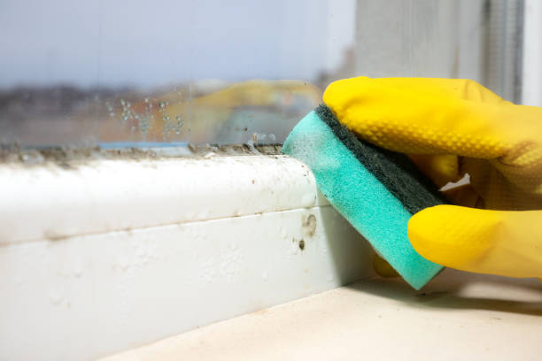 Best Best Mold Removal Companies  in Nassau Bay, TX