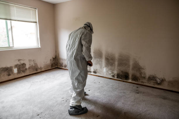 Best Home Mold Removal  in Nassau Bay, TX