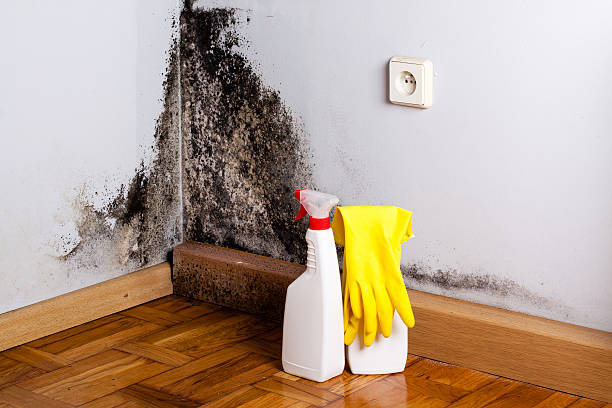 Best Mold Remediation  in Nassau Bay, TX