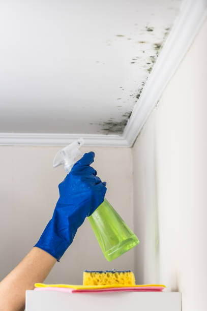Best Best Mold Removal Companies  in Nassau Bay, TX