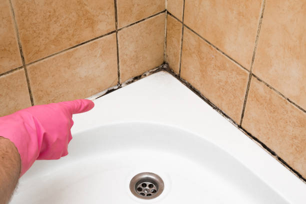 Best Office Mold Removal Services  in Nassau Bay, TX